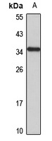 NMNAT-1 Rabbit Polyclonal Antibody
