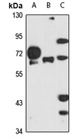 NMT1 Antibody