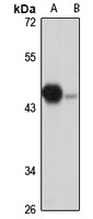 NOB1 Antibody