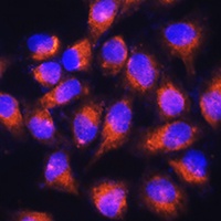 Anti-NPB Antibody