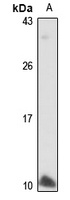NPFF Antibody