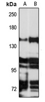 NPHP4 Antibody