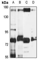 NPR1 Rabbit Polyclonal Antibody