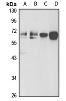 NR2C2 Rabbit Polyclonal Antibody