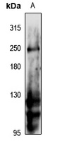 N-RAP Rabbit Polyclonal Antibody