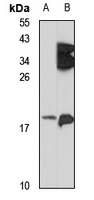 NRN1L Antibody