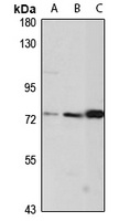 CCDC55 Antibody