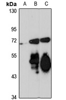 Netrin 4 Rabbit Polyclonal Antibody