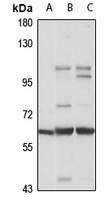 Netrin-G1 Antibody