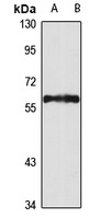 Nucleobindin-1 Rabbit Polyclonal Antibody