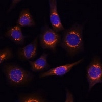 Nucleobindin-1 antibody