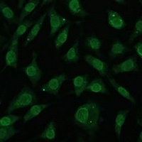 Anti-NUP214 Antibody