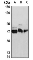 NUP93 Rabbit Polyclonal Antibody