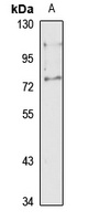 OASL Antibody