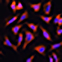 Anti-OCIAD2 Antibody