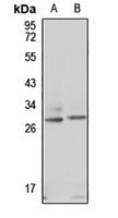 ODF1 Antibody
