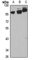 ORP-10 Rabbit Polyclonal Antibody