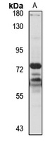 OKL38 Rabbit Polyclonal Antibody