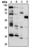 OSTM1 Antibody