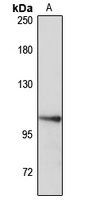 OTUD7A Antibody