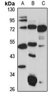 P2X3 Antibody