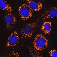 P4HA3 antibody