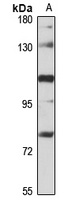 PACS1 Antibody