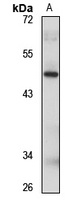 PACSIN1 Antibody