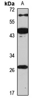 PAFAH1B3 Antibody
