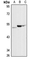 PAPD4 Antibody