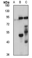 PAPD5 Rabbit Polyclonal Antibody