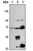 PAPSS1 Antibody
