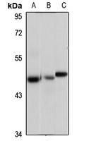 Beta-parvin Rabbit Polyclonal Antibody