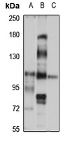 Protocadherin-10 Rabbit Polyclonal Antibody