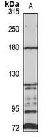 Protocadherin-19 Rabbit Polyclonal Antibody