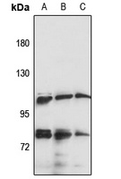 PCDH8 Antibody