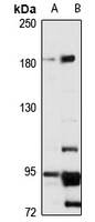 Protocadherin-9 Antibody