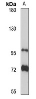 Protocadherin alpha-10 Rabbit Polyclonal Antibody