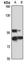 Protocadherin alpha-6 Rabbit Polyclonal Antibody