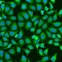 Anti-Protocadherin alpha-6 Antibody