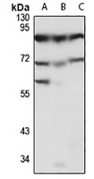 Protocadherin beta-4 Rabbit Polyclonal Antibody