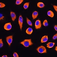 Anti-Protocadherin beta-4 Antibody