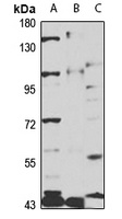 PC5 Antibody