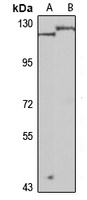 PDE6A Rabbit Polyclonal Antibody
