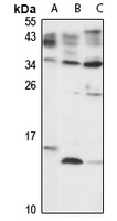 PDE6D Antibody