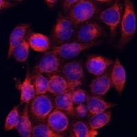 Anti-PDE6D Antibody