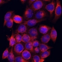 PDE6D antibody