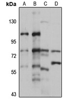 PDP2 Antibody