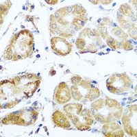 PER1 antibody