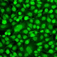 Anti-PER1 Antibody